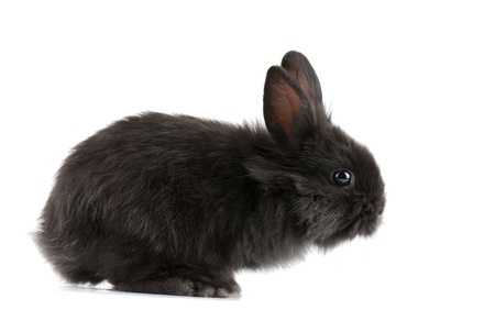 Small racy dwarf black bunny isolated on white background. studio photo.の写真素材