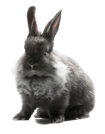 Small racy dwarf black bunny isolated on white background. studio photo.の写真素材