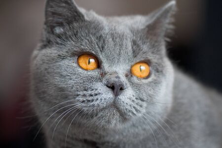domestic animal on a beautiful backgroundの写真素材