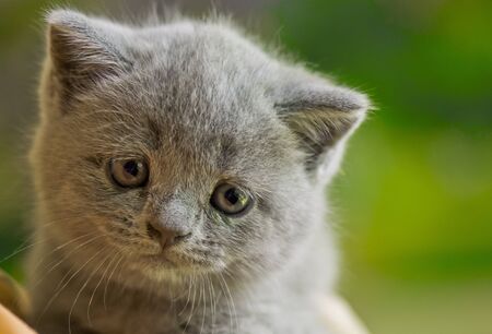 domestic animal on a beautiful backgroundの写真素材