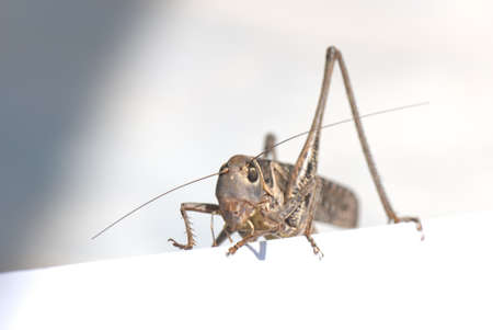 beautiful image of insects that were photographed in close-upの写真素材