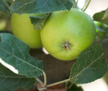 picture ripe applesの写真素材