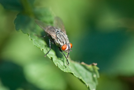 beautiful image of insects that were photographed in close-upの写真素材
