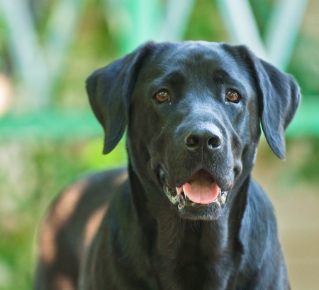 domestic animal on a beautiful backgroundの写真素材