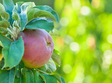 picture ripe applesの写真素材