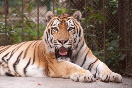 picture of Tiger  of high-res with an artistic backgroundの写真素材