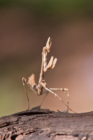 beautiful image of insects that were photographed in close-upの写真素材