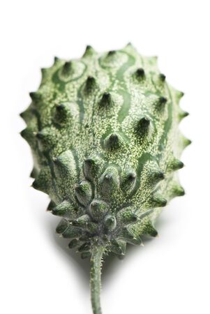 Cucumis metuliferus - Exotic fruit. kiwano. horned melon, African horned cucumber Anguriya.の写真素材