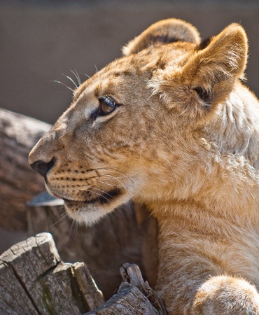 picture of Lion Cub  of high-res with an artistic backgroundの写真素材