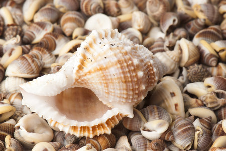 composition of exotic shells isolated on a white background closeups