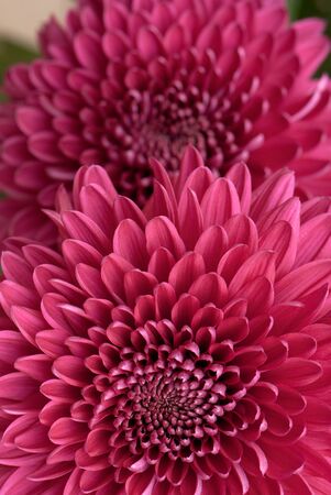 beautiful background of fresh flowers photographed in the studioの写真素材