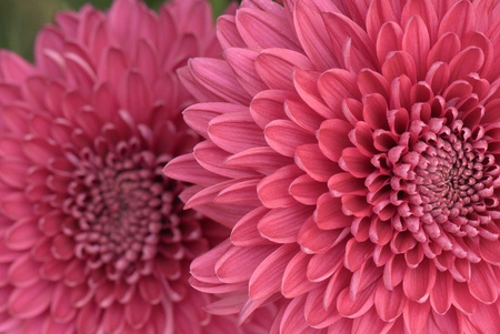 beautiful background of fresh flowers photographed in the studioの写真素材
