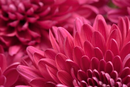 beautiful background of fresh flowers photographed in the studioの写真素材