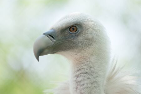 Photo condor close up on an abstract backgroundの写真素材