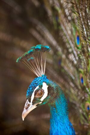 Beautiful male of peacock with a open tailの写真素材