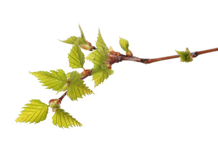 green leaves of birch on white background 