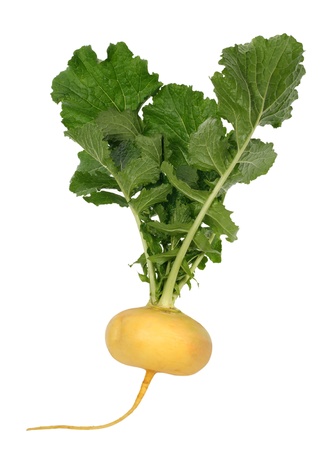 fresh turnip on white background の写真素材