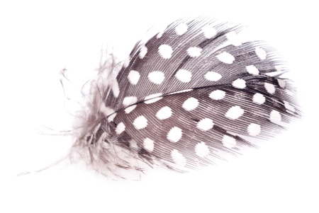 mottled feather on white background の写真素材