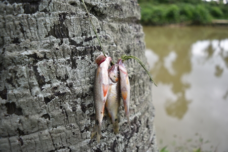 fish catch on coconut tree in Indian village near pondの写真素材