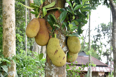 jack fruit tree in Indian village