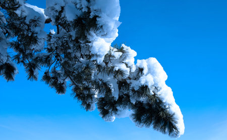 winter landscape with trees and snow. beautiful picture for a screensaver