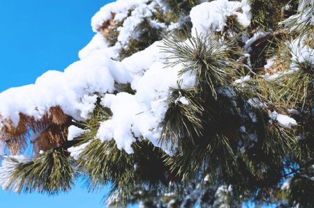 winter landscape with trees and snow. beautiful picture for a screensaver