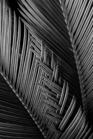 Sago palm leafs close up in natural light.の写真素材