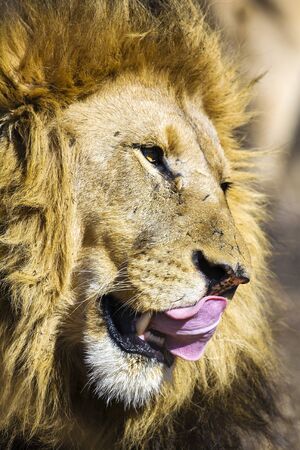 African male lion portraitの写真素材