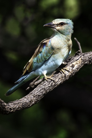 European Roller birdの写真素材