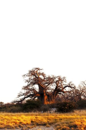 Baobab Trees at Khubu Islandの写真素材