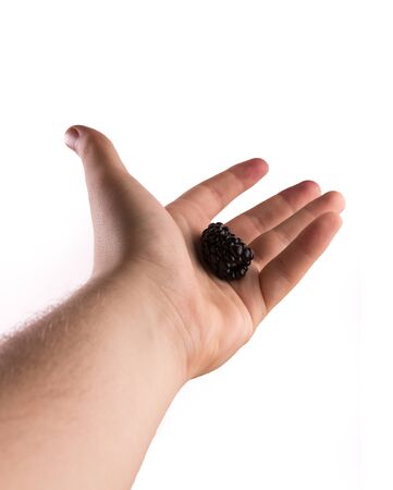 blackberries in handの写真素材
