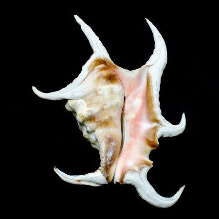 Chiragra spider conch shell isolated on white 