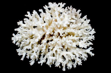 Staghorn Coral or Acropora sea coral isolated on black の写真素材