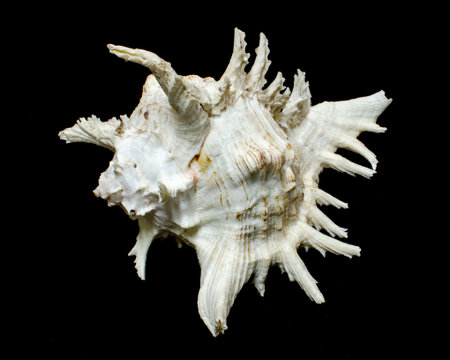 Rock shell or Ramose murex chicoreus shell on black 
