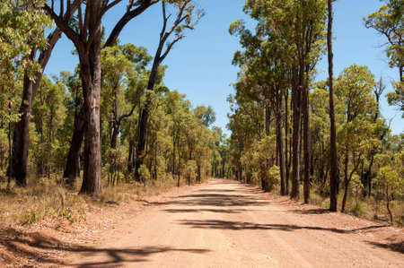 Gravel road in the dry forest at middayの写真素材