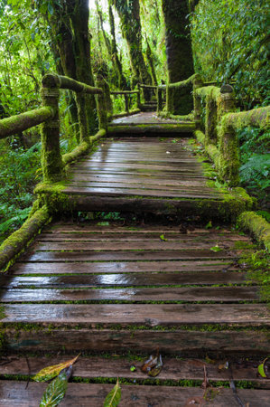 a wooden path, doi inthanon national park, Thailand.の写真素材