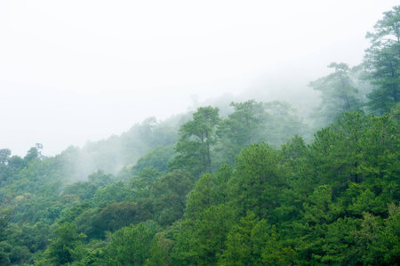 Foggy mountains in a winter morning in Chiangmai, Thailandの写真素材