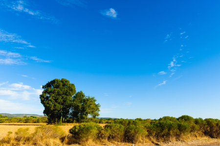 Rural field with trees on a really nice dayの写真素材