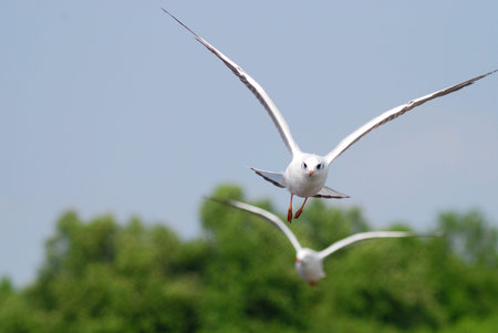 Flit