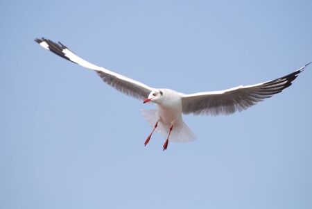 Flitの写真素材