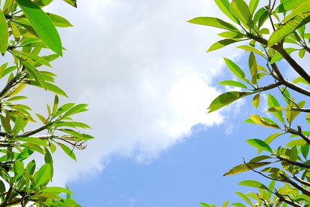 Leaves and the background sky.の写真素材