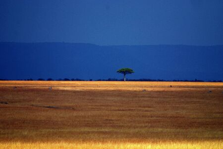 Wildlife of the Masai Mara の写真素材