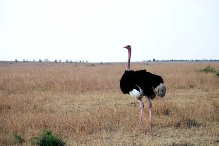 Wildlife of the Masai Maraの写真素材