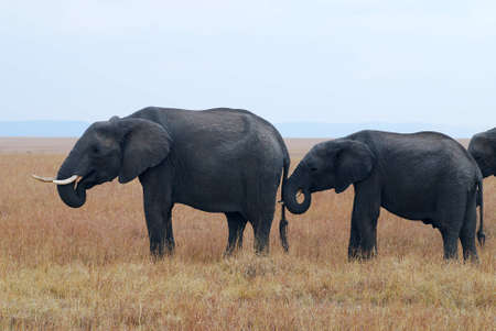 Wildlife of the Masai Maraの写真素材