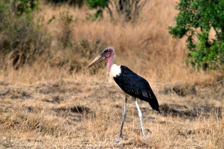 Wildlife of the Masai Maraの写真素材