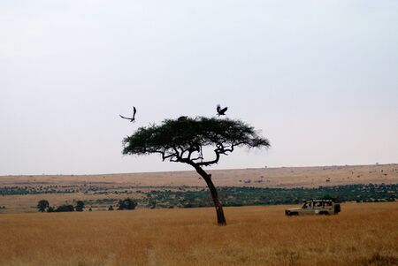 Wildlife of the Masai Mara の写真素材