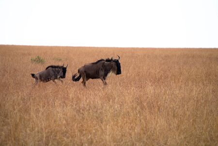 Wildlife of the Masai Mara の写真素材