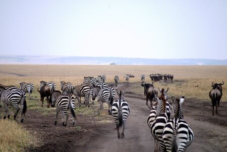 Wildlife of the Masai Mara の写真素材