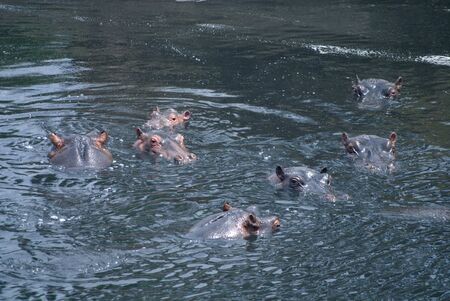 Wildlife of the Masai Mara の写真素材