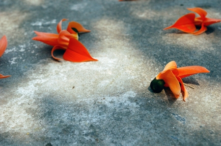 Flame of the forestの写真素材